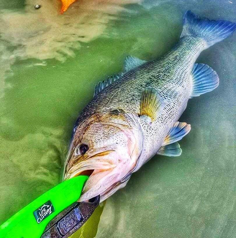 COMBO DEAL - Line Cutterz Ring + Lunker Tamers by The Fish Grip Combo Cutter Line Cutterz 